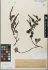 Foto von Salix glabra Scop.
